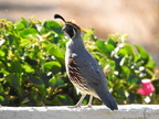 Gambel's Quail