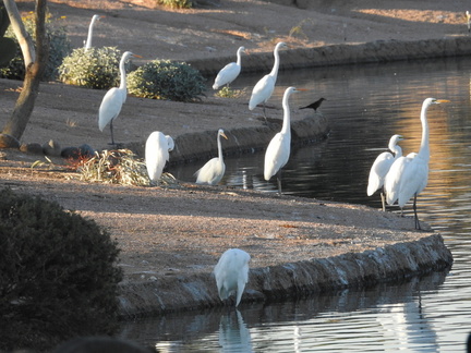 Great Egrets