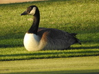 Canada Goose