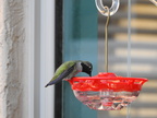 Anna's Hummingbird