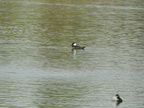 Hooded Merganser