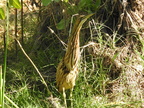 American Bittern
