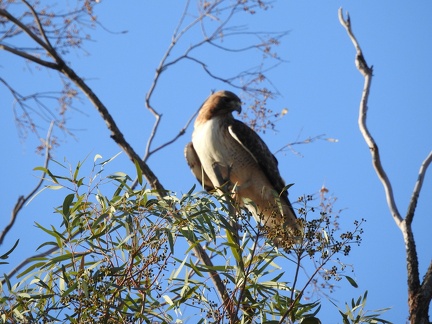 Red-tailed Hawk (Light adult)