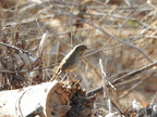 Hermit Thrush
