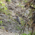 Nothern Flicker (Red-Shafted - Western)
