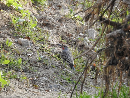 Nothern Flicker (Red-Shafted - Western)
