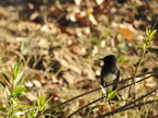 Black Phoebe