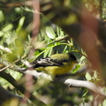 Lesser Goldfinch