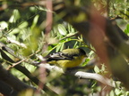 Lesser Goldfinch
