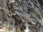 Curve-billed Thrasher