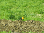 Yellow-headed Blackbird (29676 visits) Yellow-headed Blackbird