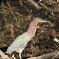 Green Heron