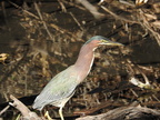 Green Heron