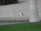 Black-crowned Night-Heron