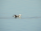 Long-tailed Duck