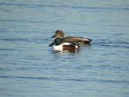 Northern Shoveler
