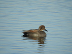 Gadwall