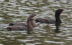 Neotropic Cormorant