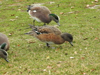American Wigeon