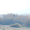 American White Pelican