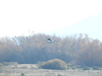American White Pelican