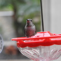 Juvenile Anna's Hummingbird