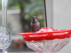 Juvenile Anna's Hummingbird