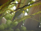 Japanese White-eye