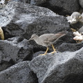 Wandering Tattler