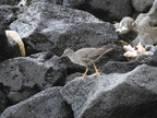 Wandering Tattler