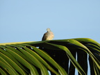 Zebra Dove
