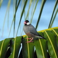 Java Sparrow