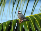 Java Sparrow
