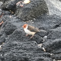 Red-crested Cardinal