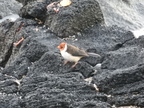 Red-crested Cardinal