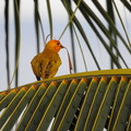 Saffron Finch