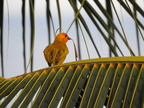 Saffron Finch