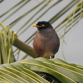 Common Myna
