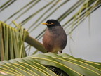 Common Myna