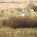 White-tailed Kite