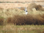 White-tailed Kite (27952 visits) Two kites seen hunting near Catus and Broadway White-tailed Kite