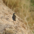 Eastern Meadlowlark