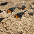 Yellow-headed Blackbird