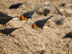 Yellow-headed Blackbird (28824 visits) Yellow-headed Blackbird