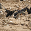 Red-winged Blackbird (f)