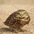 Burrowing Owl