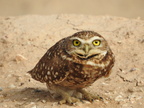 Burrowing Owl (29214 visits) Burrowing Owl