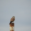 American Kestrel