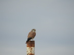 American Kestrel (33070 visits) American Kestrel