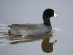 American Coot